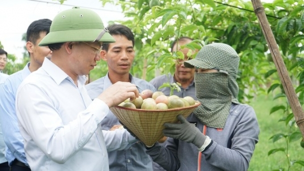 Growing passion fruit meets export requirements